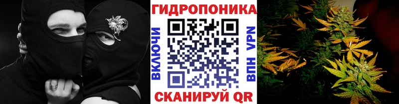 Шишки марихуана планчик Миллерово